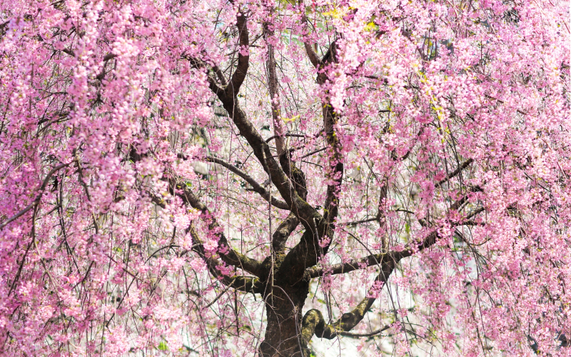 桜顔酒造の歴史｜桜顔の名の由来とは？